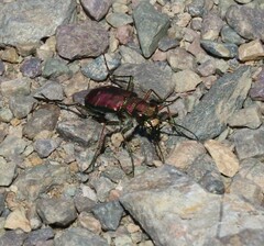 Cicindela limbalis
