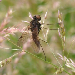 Chrysopilus cristatus
