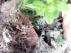 Hydnellum peckii