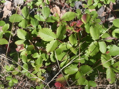 Fragaria virginiana
