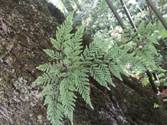 Davallia canariensis