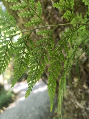 Davallia canariensis