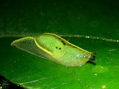 Helicarionoidea