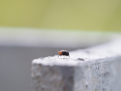 Apterobiroina australis