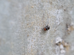 Apterobiroina australis