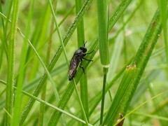 Dioctria atricapilla