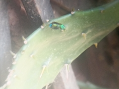 Stilbum