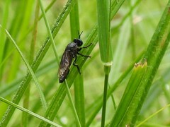 Dioctria atricapilla