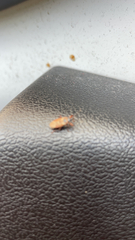 Gastrodes abietum