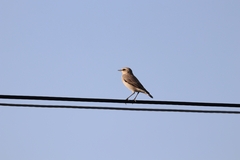 Oenanthe isabellina