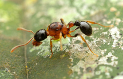 Tetramorium
