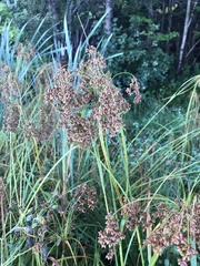 Scirpus cyperinus