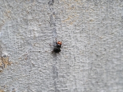 Apterobiroina australis