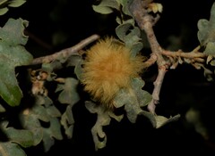 Andricus theophrasteus