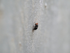 Apterobiroina australis