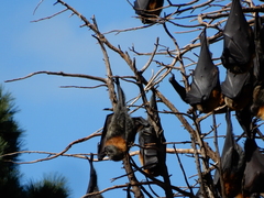Pteropus poliocephalus