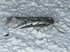 Philobota stella
