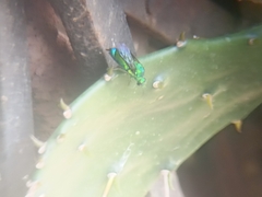 Stilbum