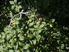 Malus domestica