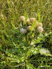 Cirsium acaule esculentum