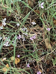 Cyclamen hederifolium