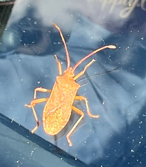 Gonocerus acuteangulatus