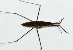Aquarius ventralis