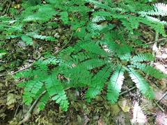 Adiantum pedatum