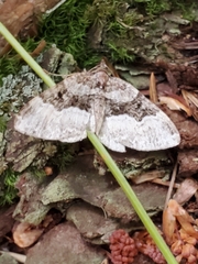 Xanthorhoe lacustrata