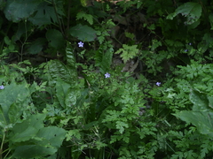 Geranium robertianum