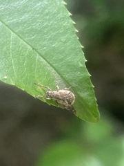 Pseudoedophrys hilleri