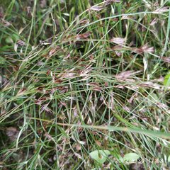 Juncus bufonius