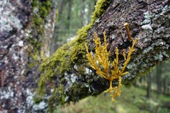 Arceuthobium abietis-religiosae