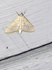 Paracorsia repandalis