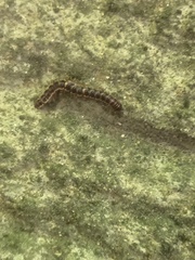 Myriapoda