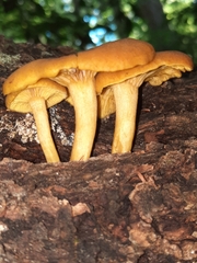 Tricholomopsis