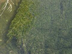 Ranunculus trichophyllus