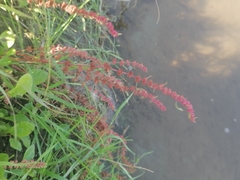 Rumex maritimus