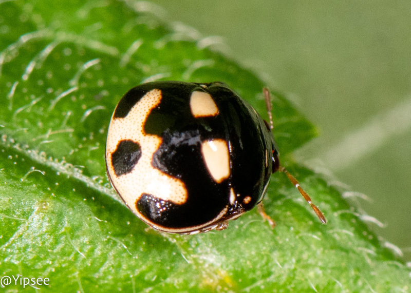 Megacopta