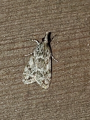 Eudonia heterosalis