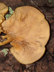 Tricholomopsis