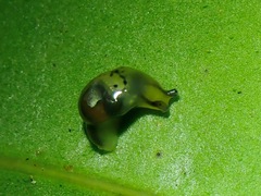 Helicarionoidea