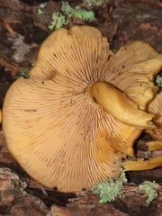 Tricholomopsis