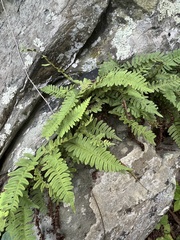 Polypodium virginianum