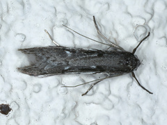 Philobota stella