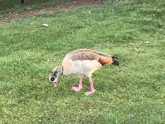 Alopochen aegyptiaca