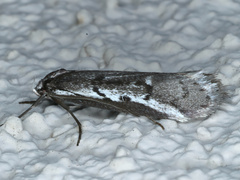 Philobota stella