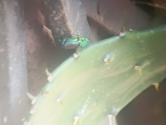 Stilbum