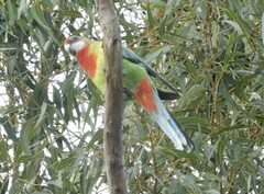 Platycercus eximius