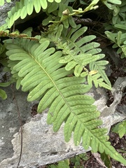 Polypodium virginianum